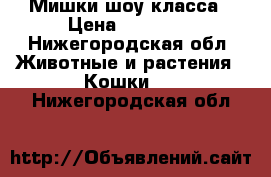 Мишки шоу класса › Цена ­ 10 000 - Нижегородская обл. Животные и растения » Кошки   . Нижегородская обл.